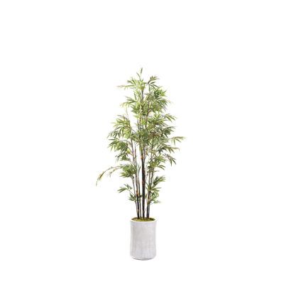 Black Bamboo Tree in Weston Planter 7' - 323400