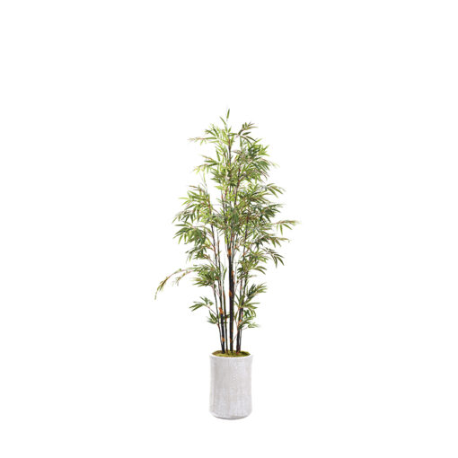Black Bamboo Tree in Weston Planter 7' - 323400
