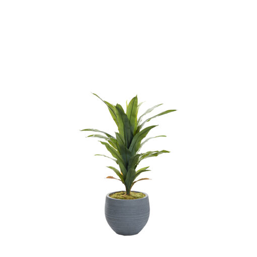 Corn Plant in Riband Planter 4' - 323401