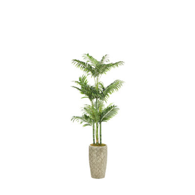 Golden Palm in Plait Planter 6' - 323407