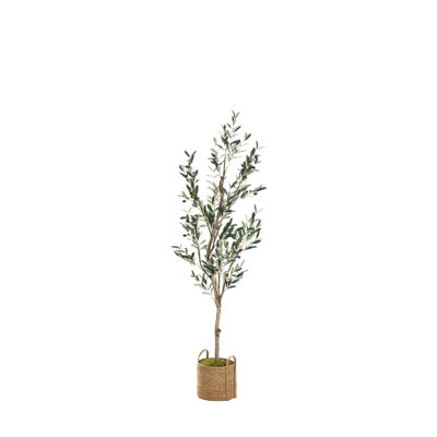 Olive Tree in Wyatt Basket 6.5' - 323410