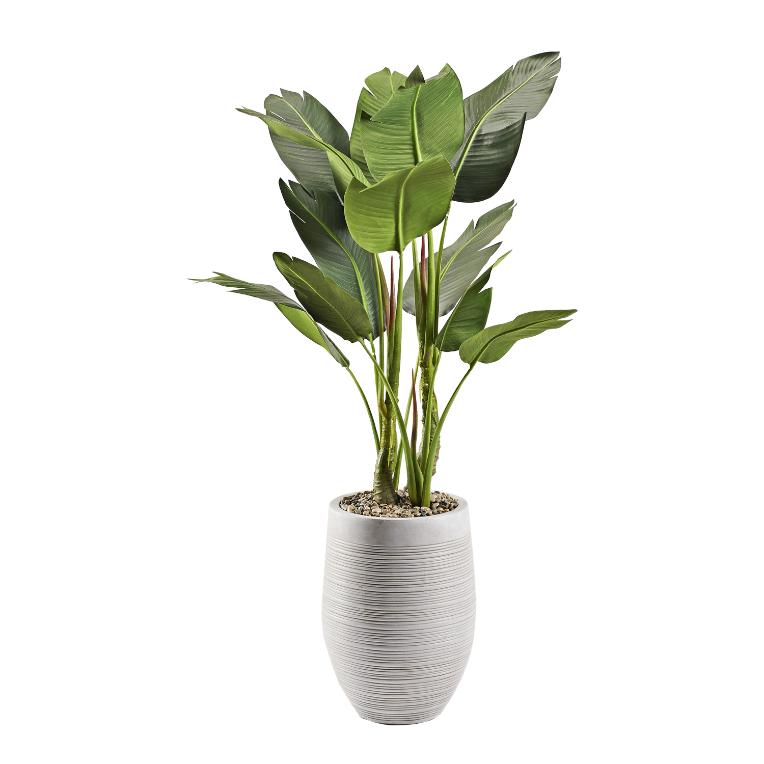 Bird of Paradise Tree in Kai Planter 5' - 323413