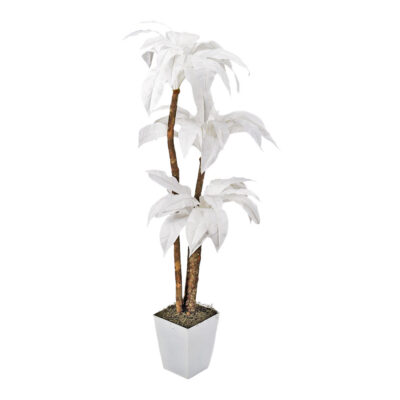 White Birdnest Palm in Cardinal Planter 6' - 7209032