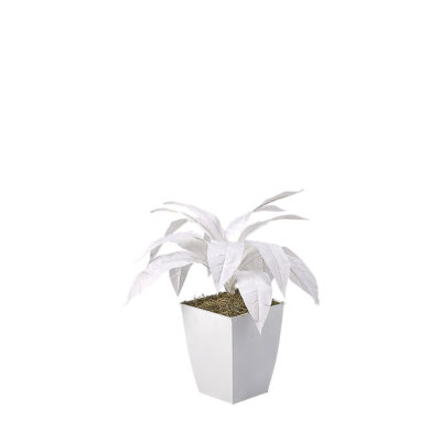 White Birdnest Palm in Cardinal Planter - 7224034