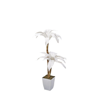 White Birdnest Palm Tree in Cardinal Planter 5.5' - 7224036