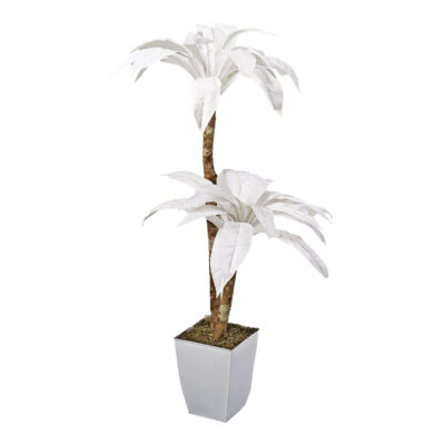 White Birdnest Palm Tree in Cardinal Planter 5.5' - 7224036