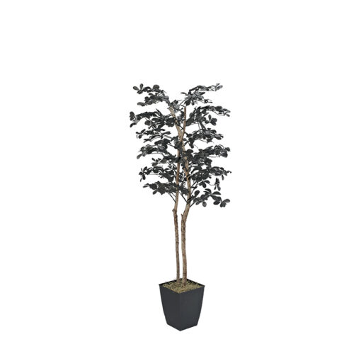 Black Olive Tree in Cardinal Planter 7' - 7224045