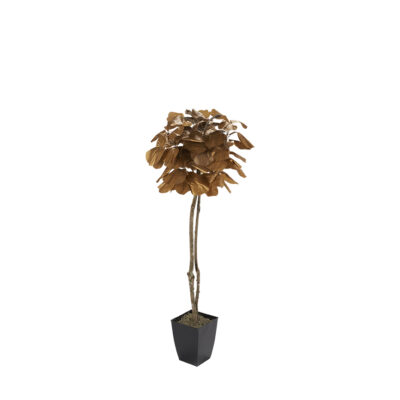 Gold Fiddle Leaf Fig Tree in Cardinal Planter 6' - 7224047