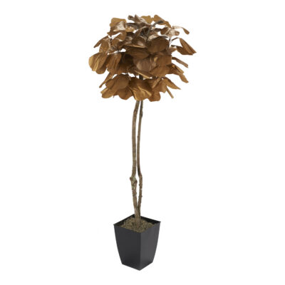 Gold Fiddle Leaf Fig Tree in Cardinal Planter 6' - 7224047