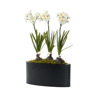 Paper Whites in Smith Planter - 7229002