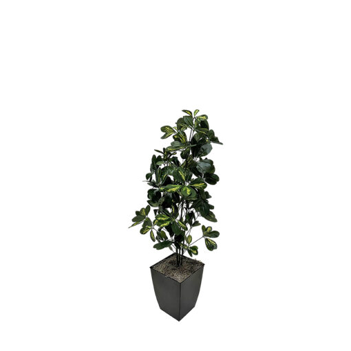 Baby Schefflera in Small Black Cardinal Planter 4' - 7239011