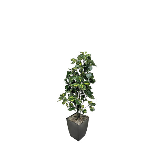Baby Schefflera in Cardinal Planter 4' - 7239011