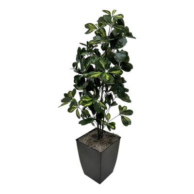 Baby Schefflera in Cardinal Planter 4' - 7239011