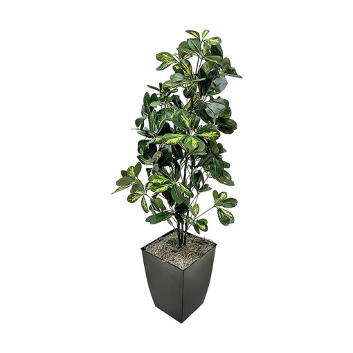 Baby Schefflera in Cardinal Planter 4' - 7239011 - Image 2