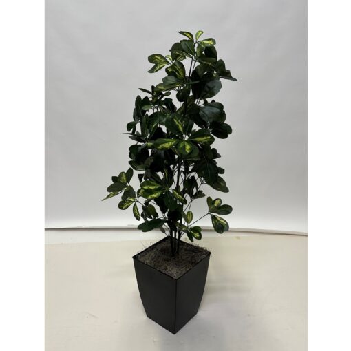 Baby Schefflera in Small Black Cardinal Planter 7239011 D&W Silks