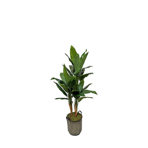 Sago Cycas in Burlap Metal Planter 5.3' - 7239012