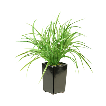 Yucca Grass in Orion Planter - 137015