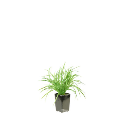Yucca Grass in Orion Planter - 137015