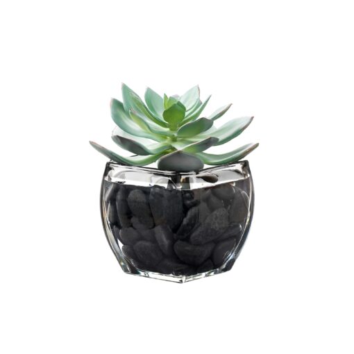 Frosted Echeveria in Bevel Vase - 212283