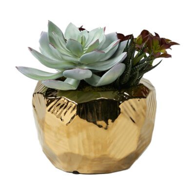 Assorted Succulents in Flintstone Planter - 221043