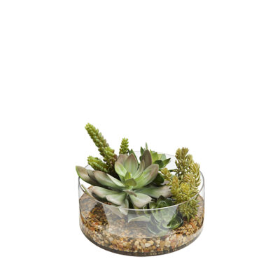 Assorted Succulents in Round Lowry Vase - 231229