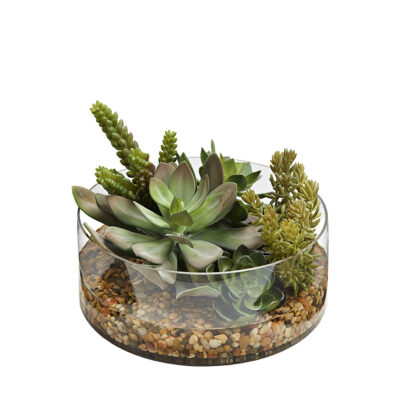 Assorted Succulents in Round Lowry Vase - 231229