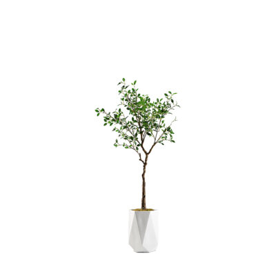Plumeria Tree in Raye Planter 5.75' - 322919