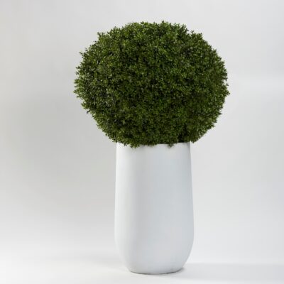 Boxwood Ball in Large Quinn Planter - 322943