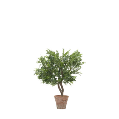 Locust Tree in Dwell Planter 2.9' - 323110