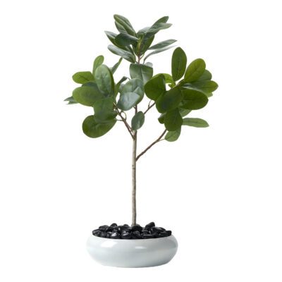 Audrey Ficus in Low Bowl 3' - 323111