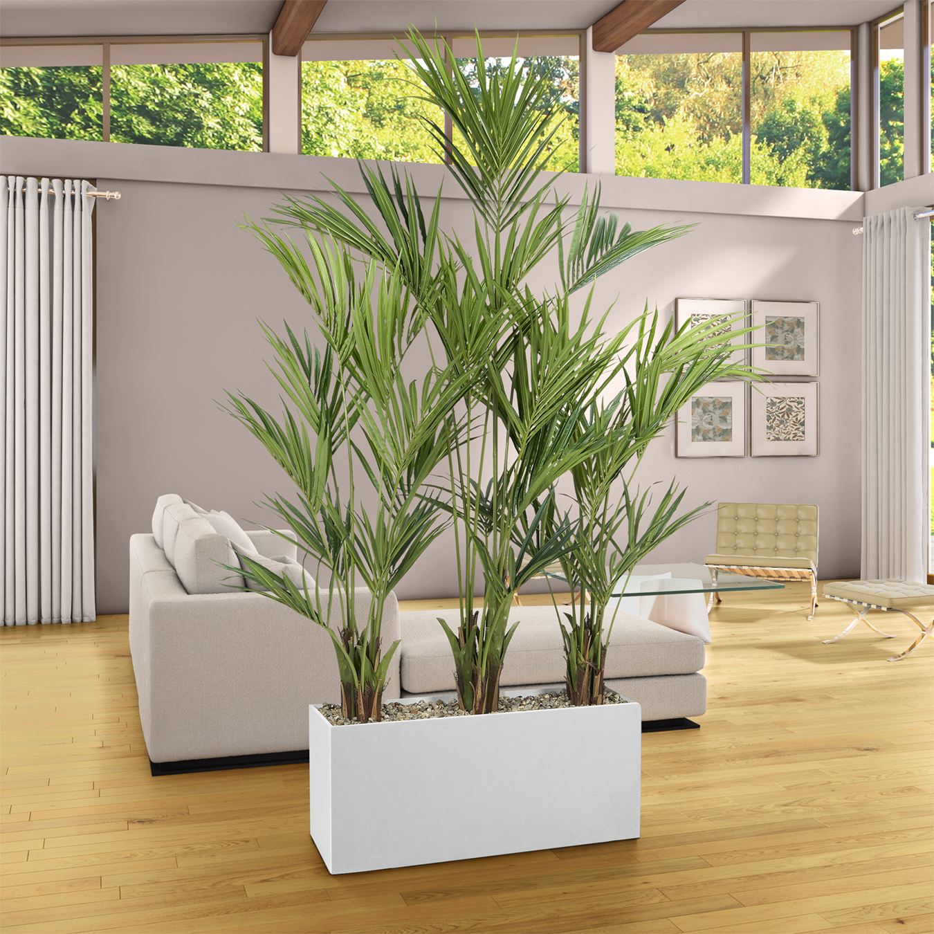 Kentia Palm Screen in White Planter 8.5' - 323113 - Image 2
