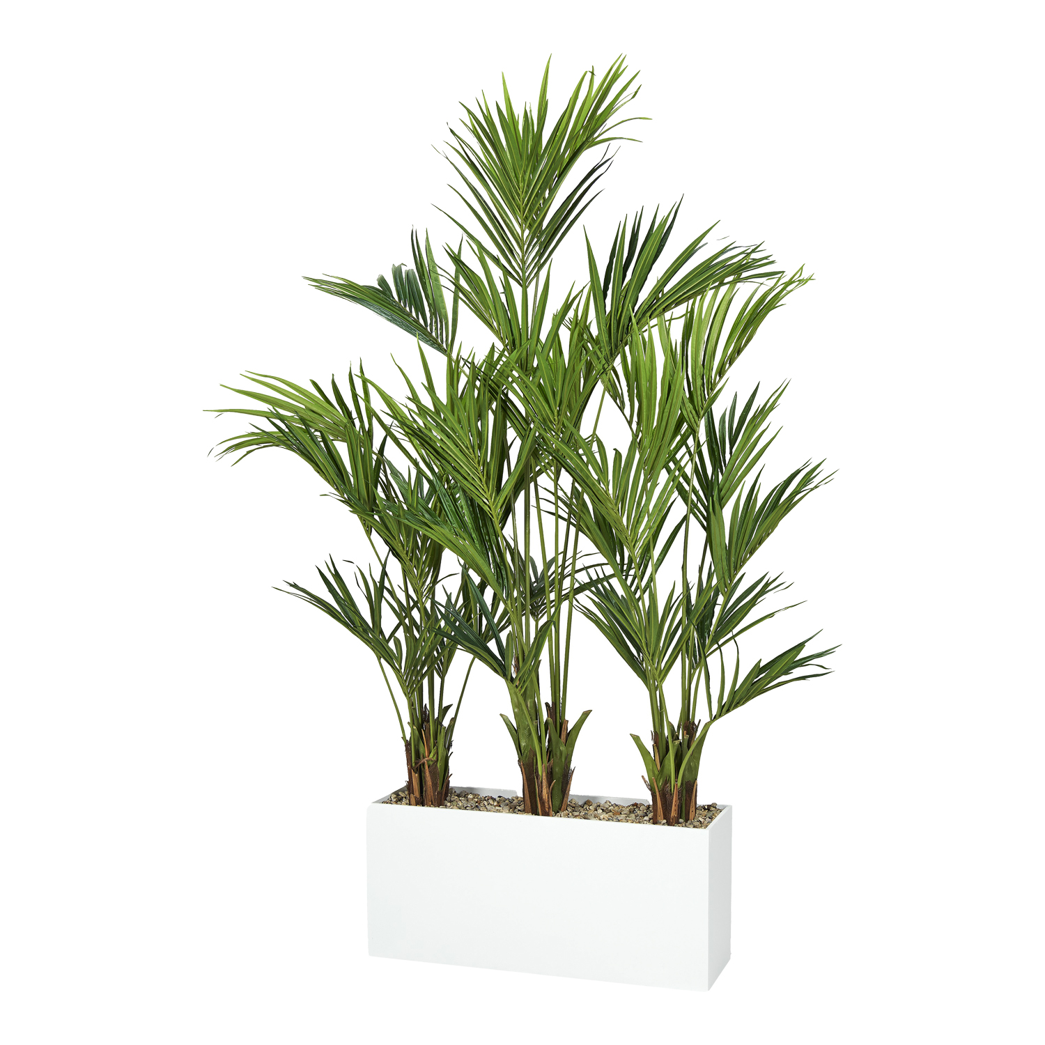 Kentia Palm Screen in White Planter 8.5' - 323113