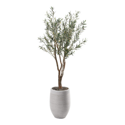 Olive Tree in Kai Planter 8' - 323114