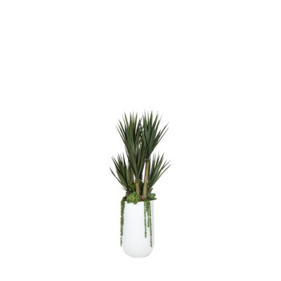 Yucca Trees & Succulents in Quinn Planter - 323116