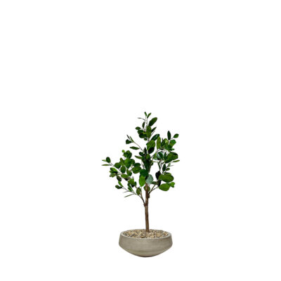 Oriental Ficus in Newport Bowl 3' - 324000