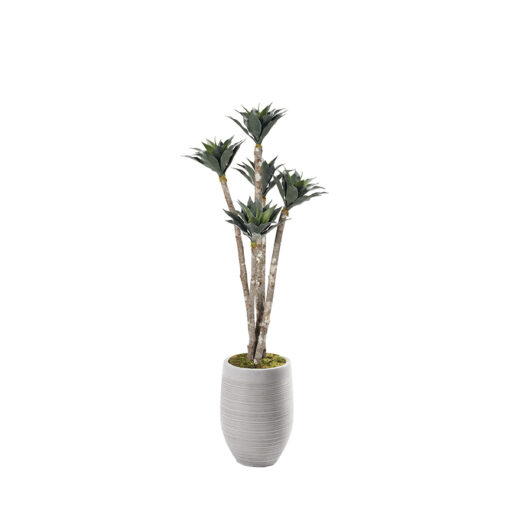 Agave Poles in Kai Planter 6' - 324004