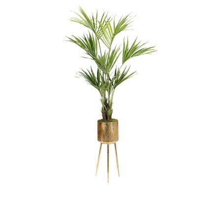Kentia Palm in Large Regina Planter - 693-3016
