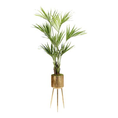 Kentia Palm in Regina Planter 8' - 693-3016