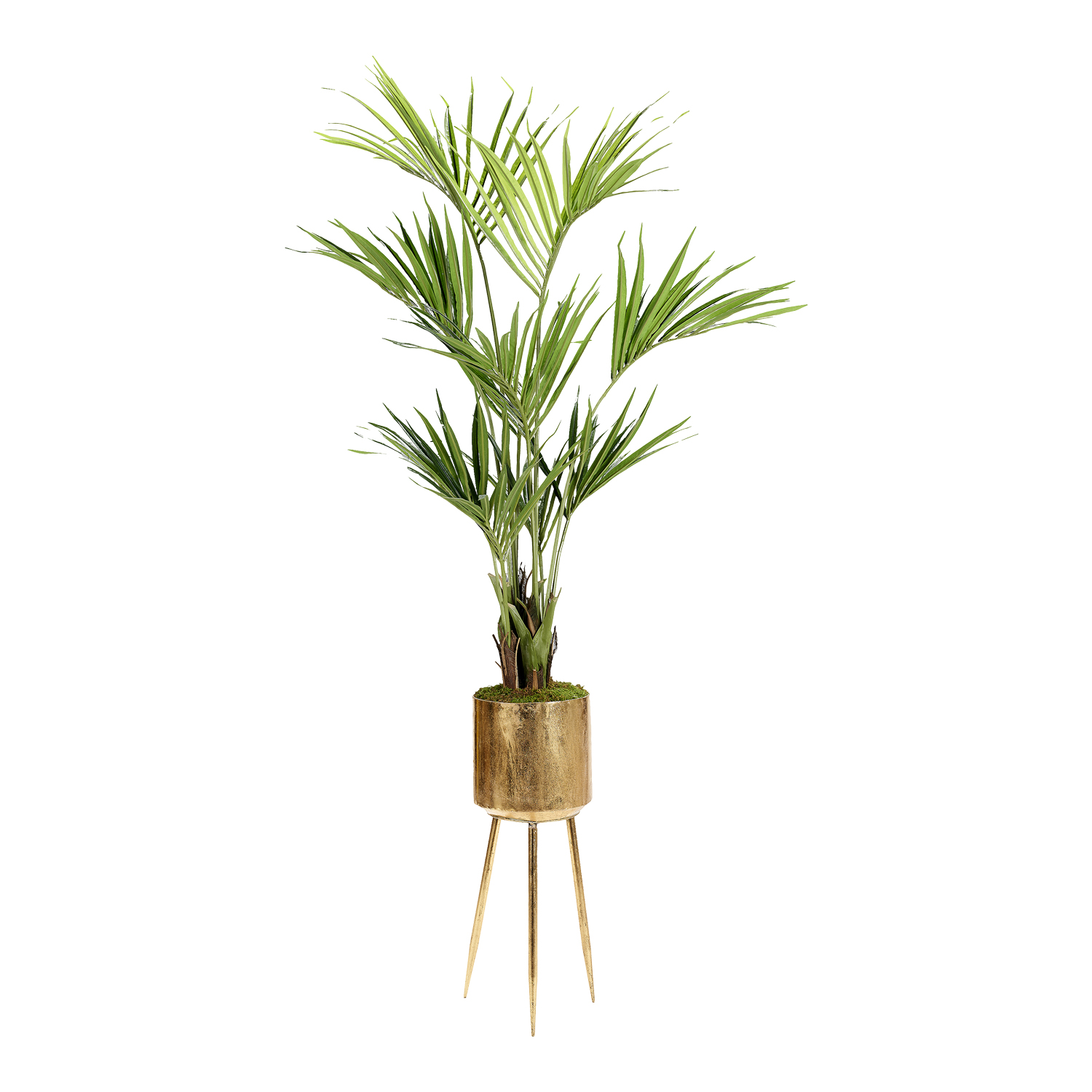 Kentia Palm in Regina Planter 8' - 693-3016