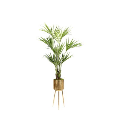 Kentia Palm in Regina Planter - 693-3016