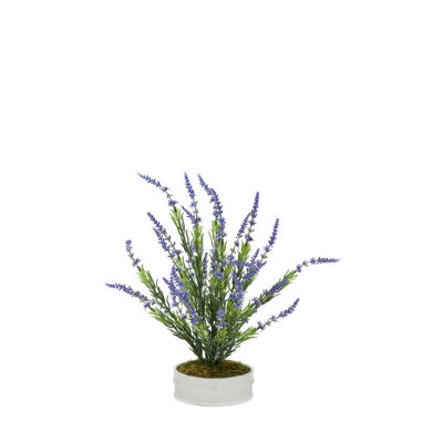 Lavender Bush in Dollop Planter - 7229005
