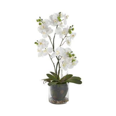White Phal Orchids in Glass Bowl - 189110