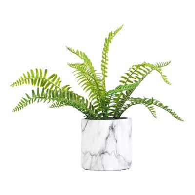 Boston Fern in Marbled Planter - 209134