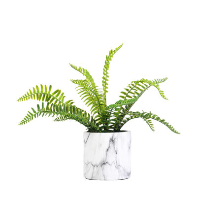 Boston Fern in Marbled Planter - 209134