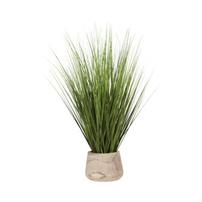 Onion Grass in Round Wood Planter - 21PV035