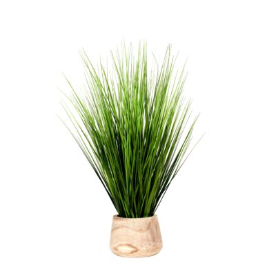 Onion Grass in Round Wood Planter - 21PV035