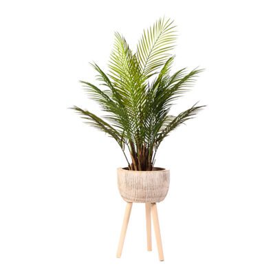 Areca Palm in Wooden Planter with Legs 3.5' - 21PV038