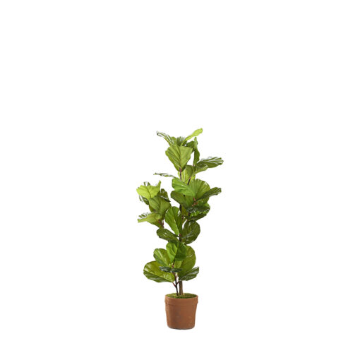 Fiddle Leaf Fig in Trove Planter - 21PV311