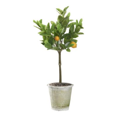 Lemon Tree in Round Stone Planter 3' - 21PV313