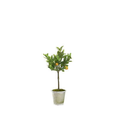 Lemon Tree in Round Stone Planter 3' - 21PV313